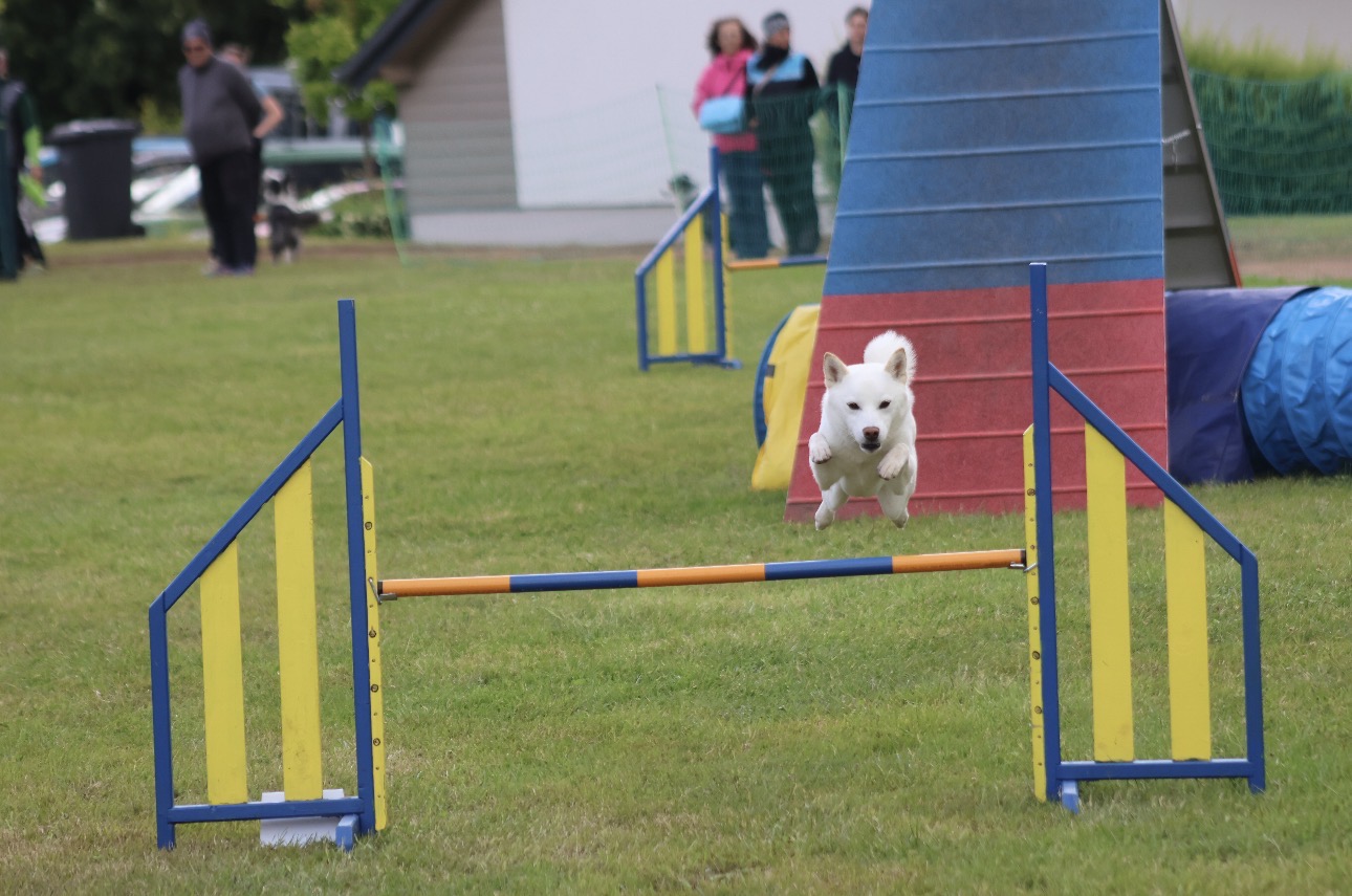 Weißer Hund springt beim Agility-Training über eine Hürde